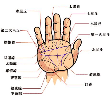 手掌橫紋多|【手相館】掌紋 (生命線、感情線、智慧線、婚姻線、太陽線、火。